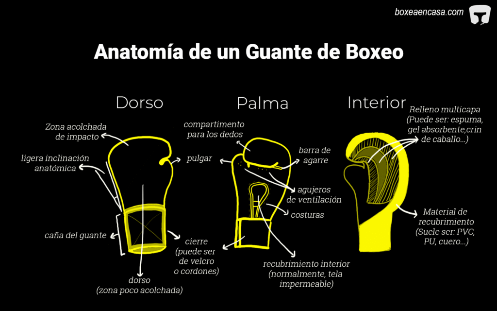 anatomía de un guante de boxeo: dorso, palma e interior.